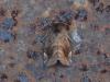 360448 – Photo : Georges Vermelle – France (62)